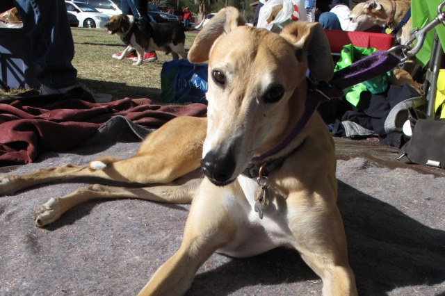 SA Greys Greyhound (1)