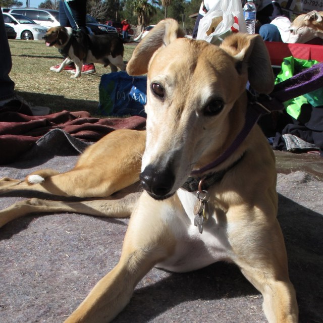 SA Greys Greyhound (1)